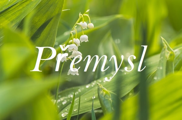 Jméno Přemysl na pozadí fotografie květů konvalinek mezi zelenými listy.
