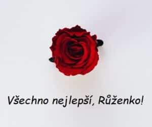 Pohled na rudou růži shora s přáním všeho nejlepšího Růžence.