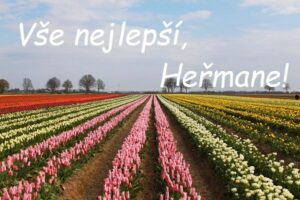 Přání všeho nejlepšího Heřmanovi na pozadí rozkvetlé louky s barevnými tulipány.