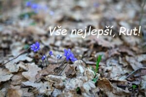 Přání všeho nejlepšího Rut na pozadí fialových rozkvetlých květinek ve spadaném listí.